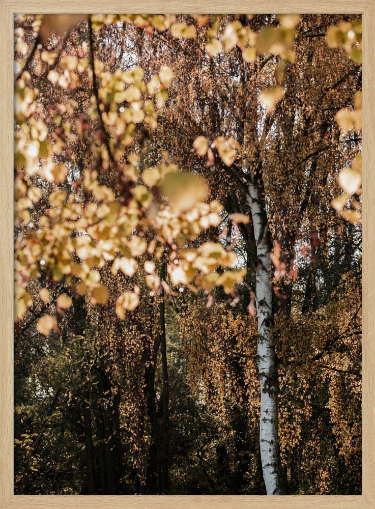 Autumn Birch Tree | Poster