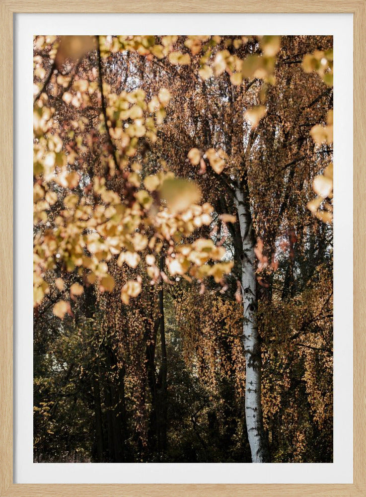 Autumn Birch Tree | Poster
