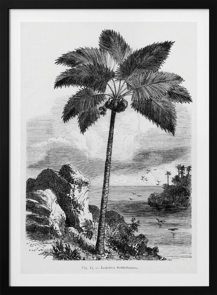 Vintage Palm Tree Drawing I | Poster