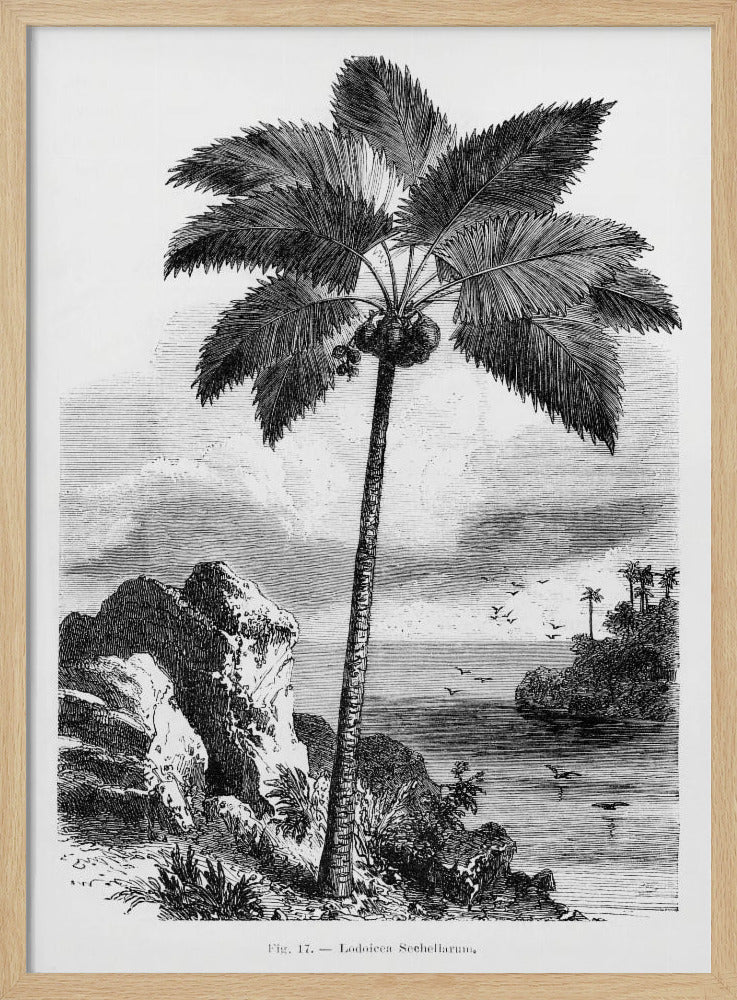 Vintage Palm Tree Drawing I | Poster