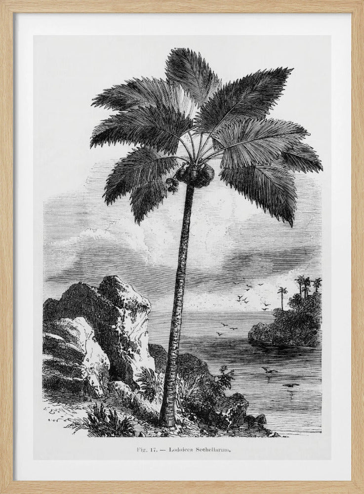 Vintage Palm Tree Drawing I | Poster