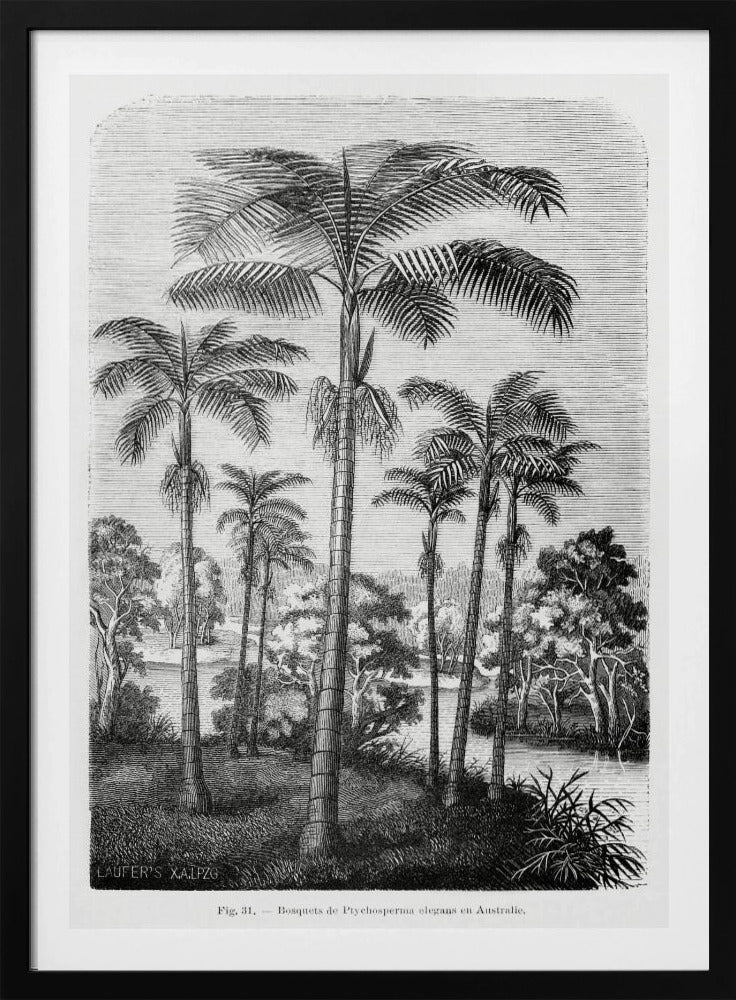 Vintage Palm Tree Drawing Ii | Poster