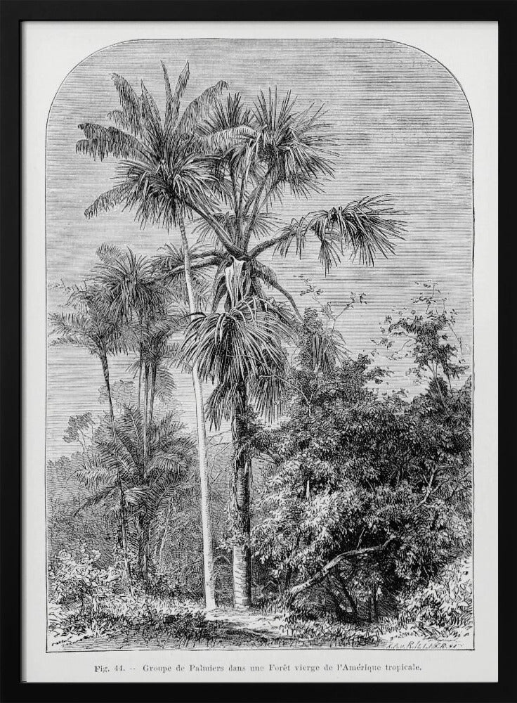 Vintage Palm Tree Drawing Iv | Poster