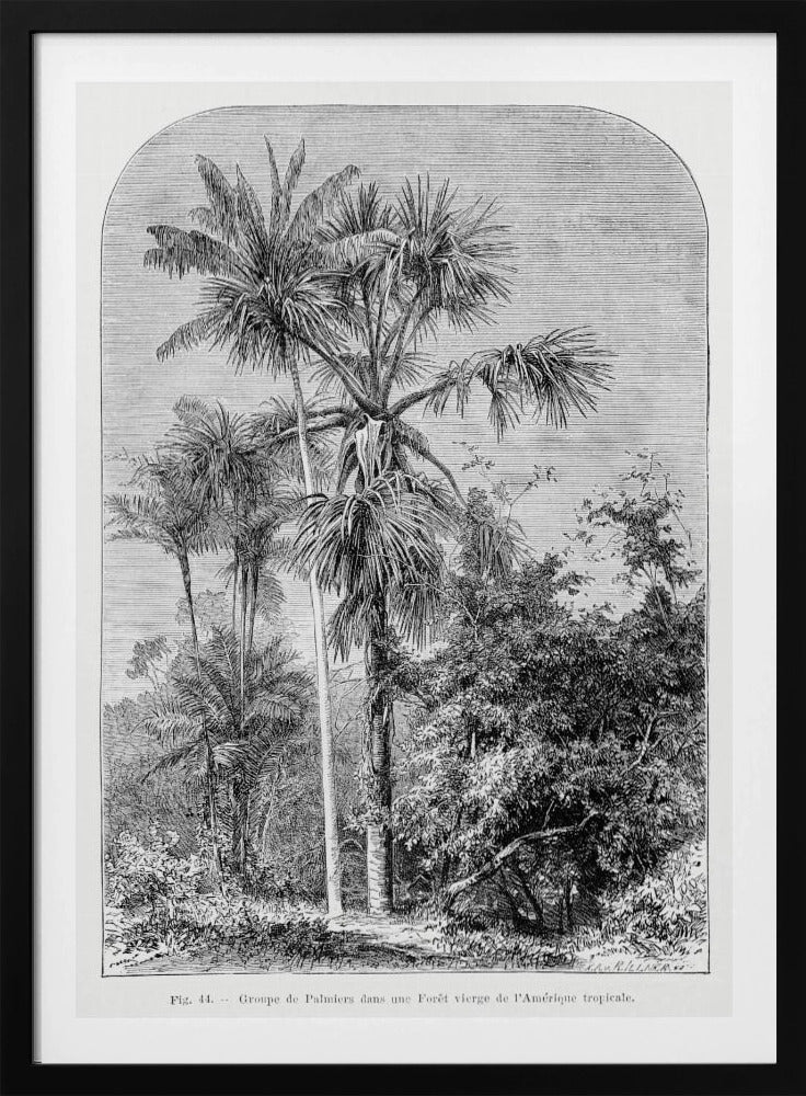 Vintage Palm Tree Drawing Iv | Poster