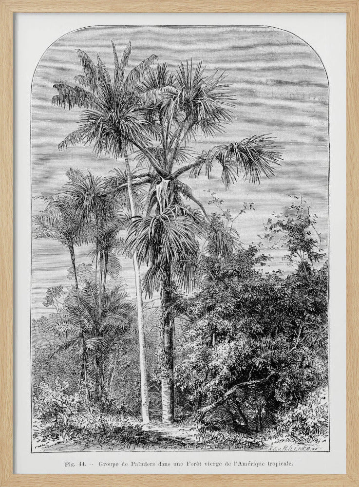 Vintage Palm Tree Drawing Iv | Poster