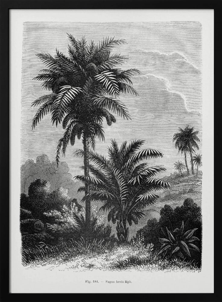 Vintage Palm Tree Drawing V | Poster