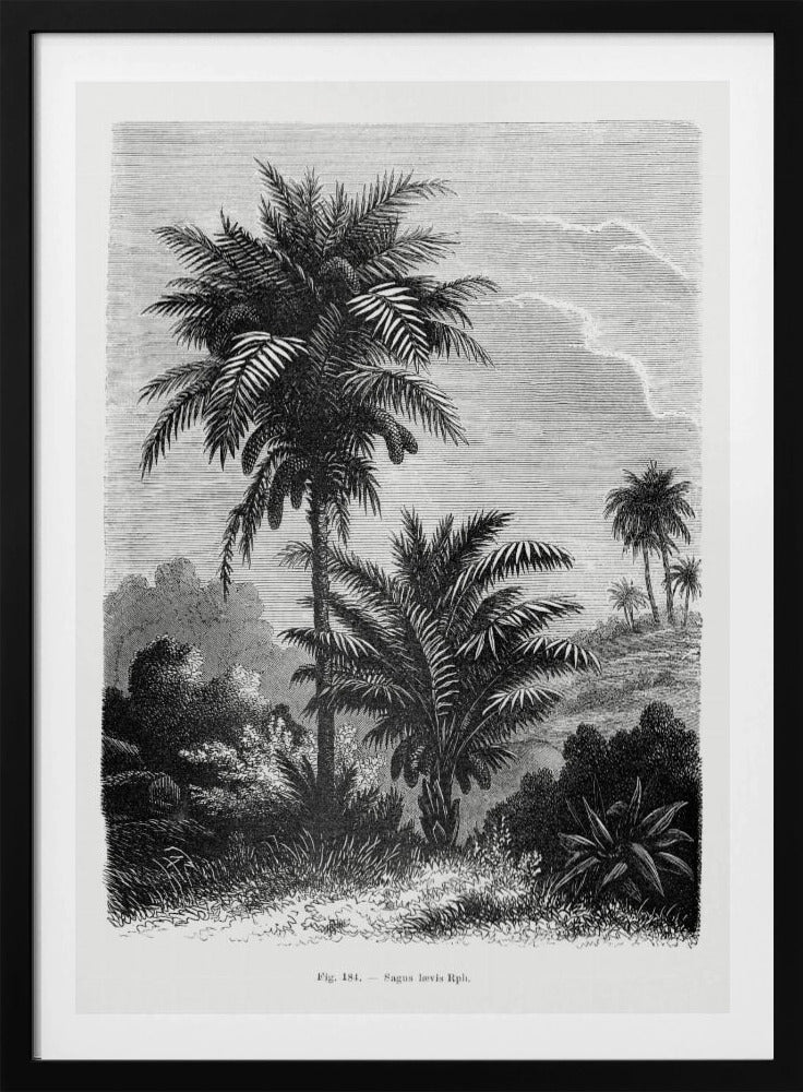 Vintage Palm Tree Drawing V | Poster