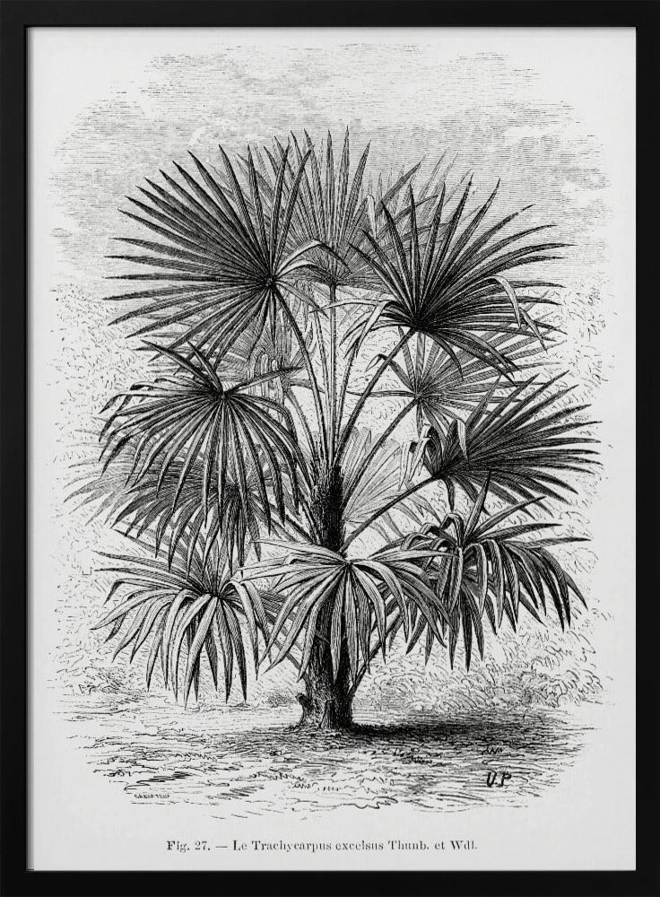 Vintage Palm Tree Drawing Xi | Poster