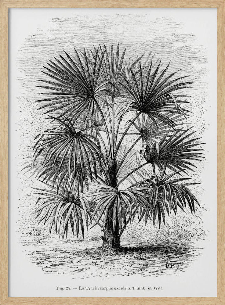 Vintage Palm Tree Drawing Xi | Poster