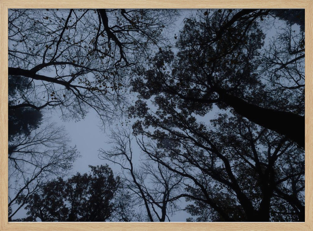 Looking Up 1 | Poster