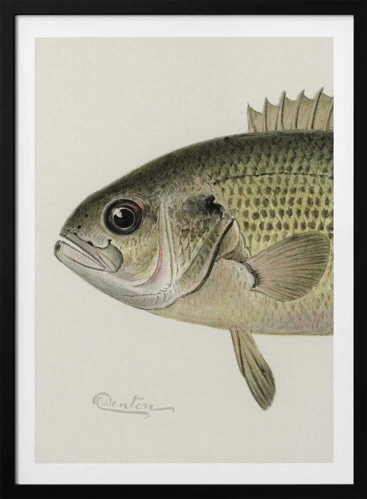 Rock Bass Crop | Poster