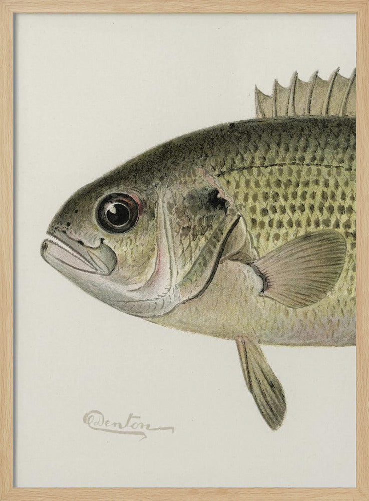 Rock Bass Crop | Poster
