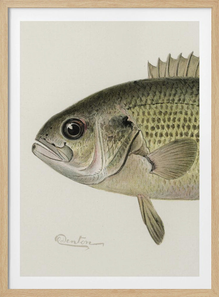 Rock Bass Crop | Poster