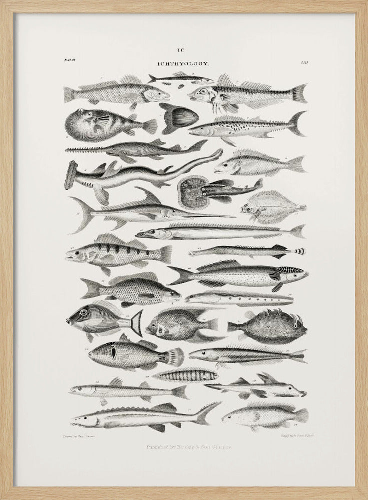 Sealife I | Poster