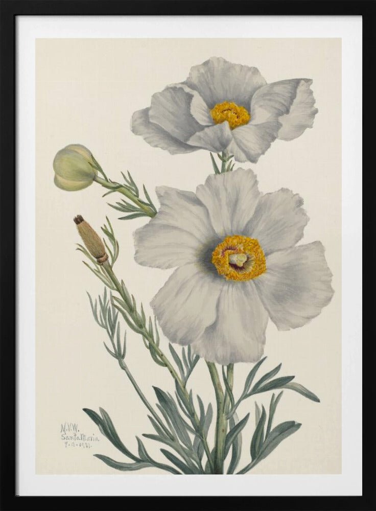Matilija Poppy | Poster