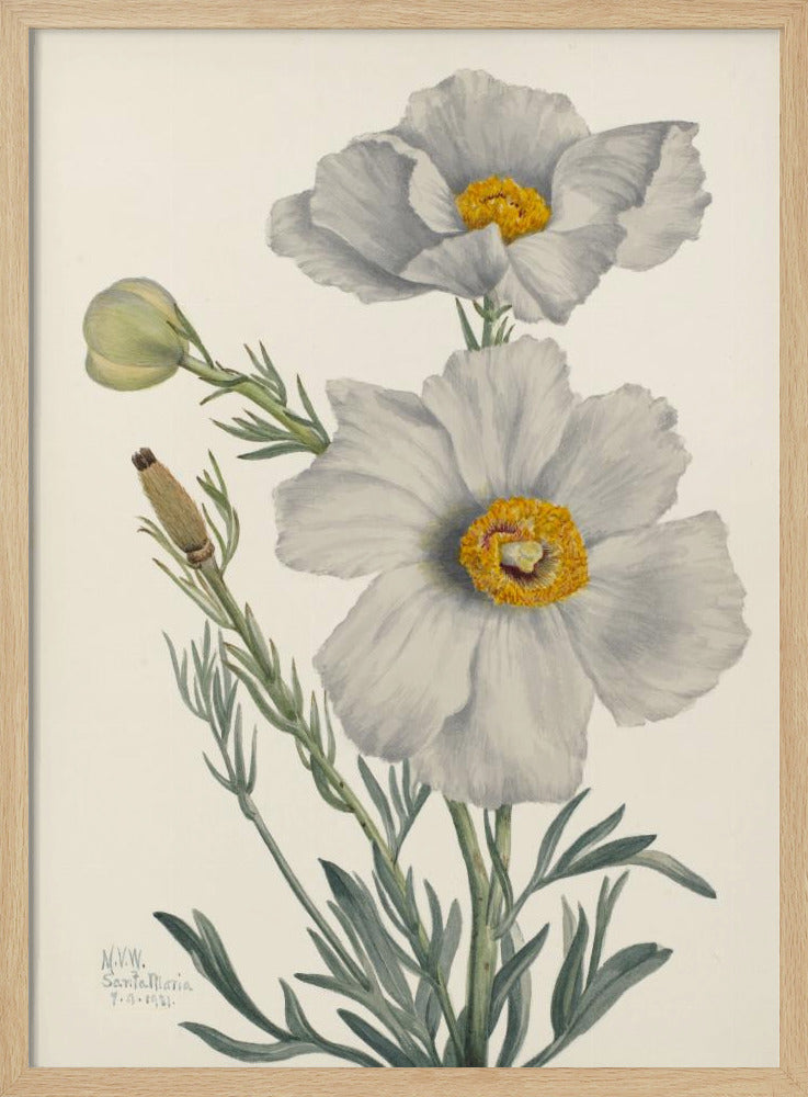 Matilija Poppy | Poster