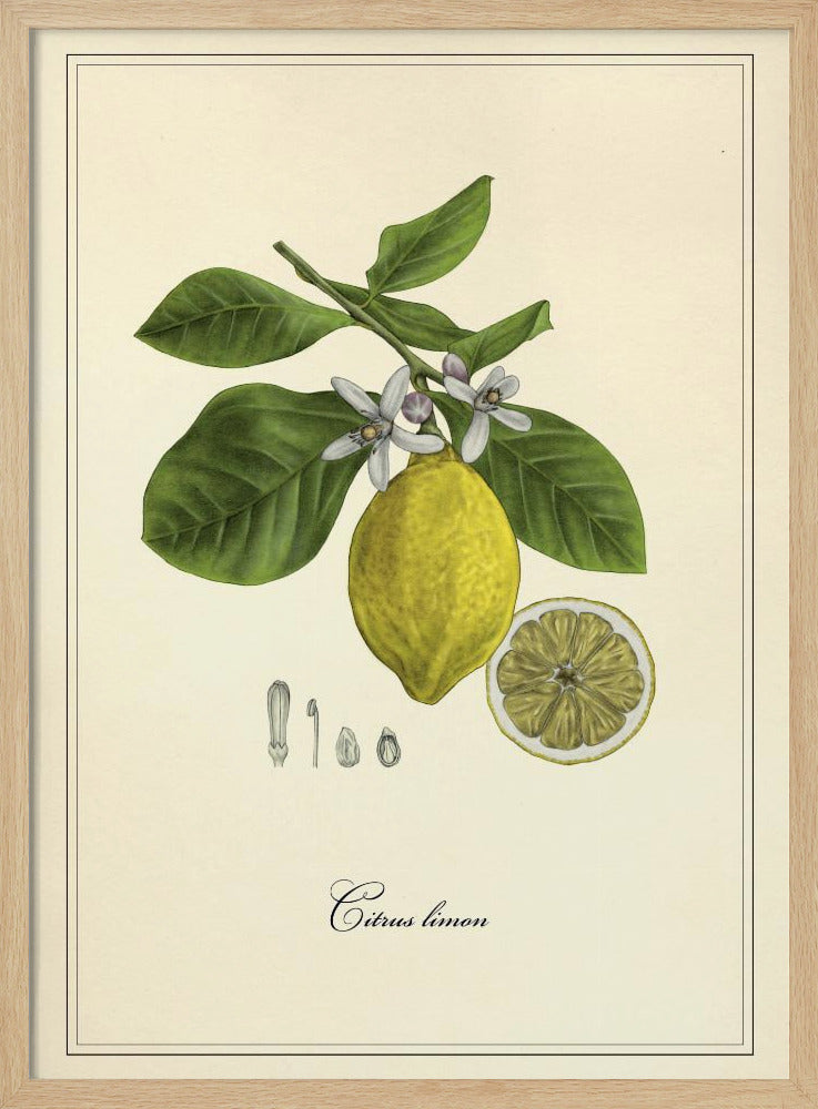 Lemon | Poster