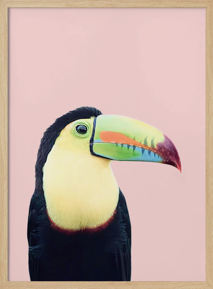 Toucan on Pink | Poster
