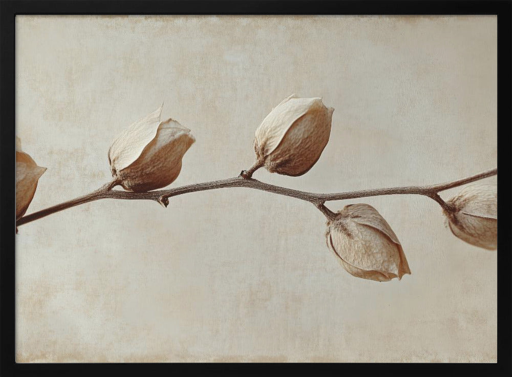 Faded Elegance | Poster