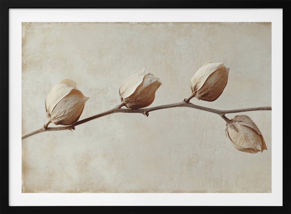 Faded Elegance | Poster