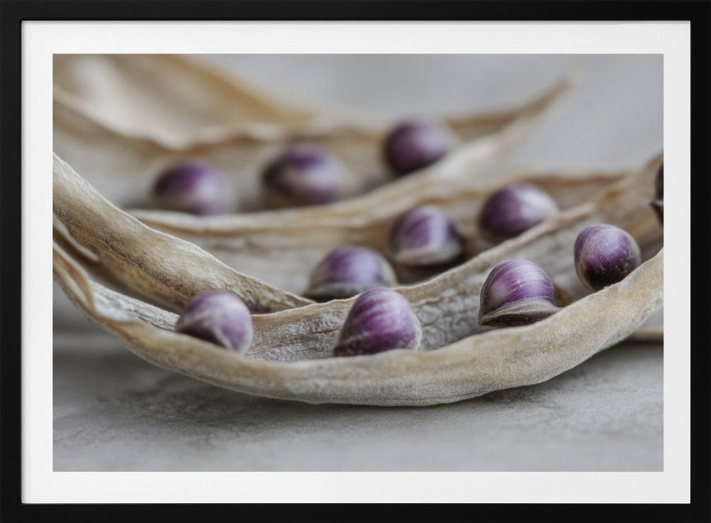 Purple Seed Symphony | Poster