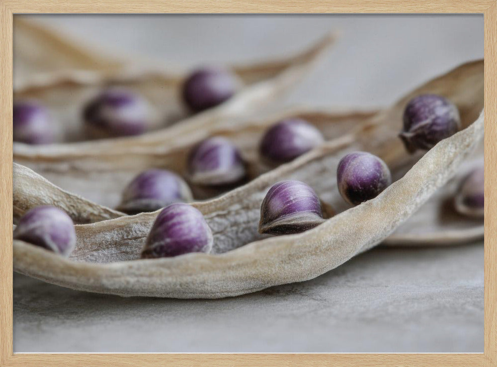 Purple Seed Symphony | Poster