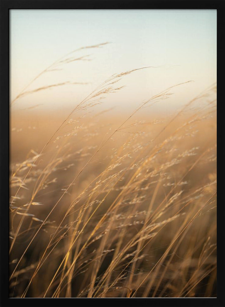 Golden Prairie Grass | Poster