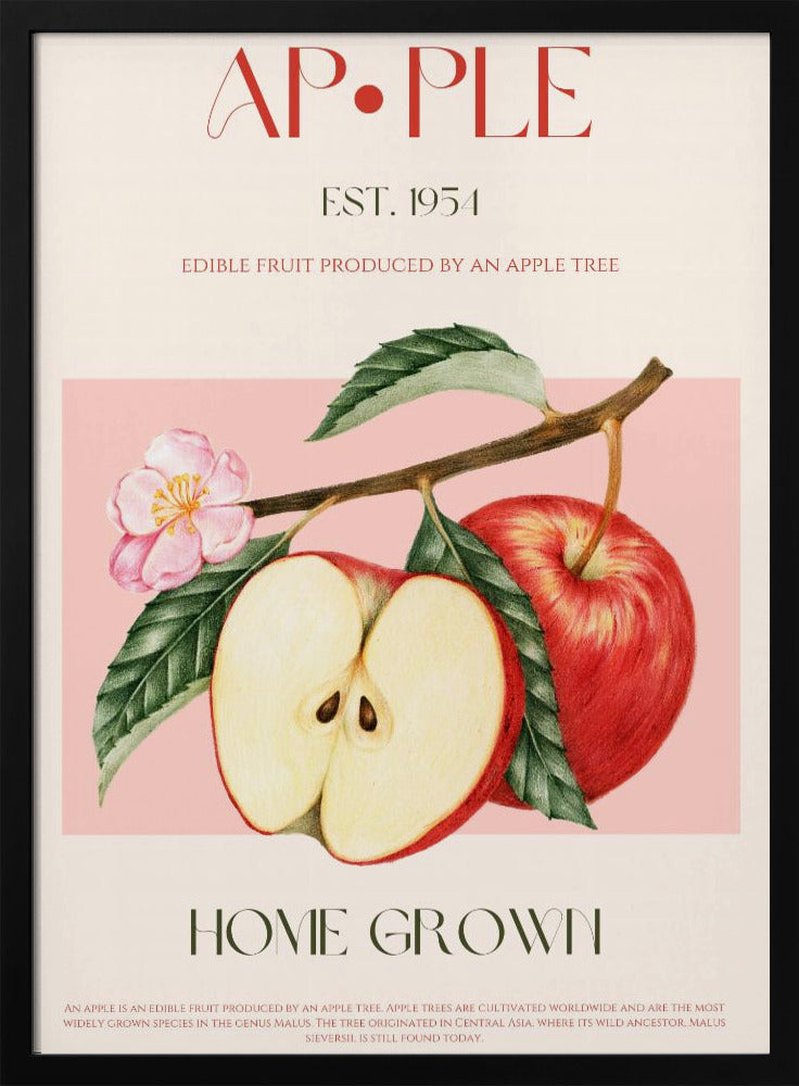 Harvested Apples | Poster