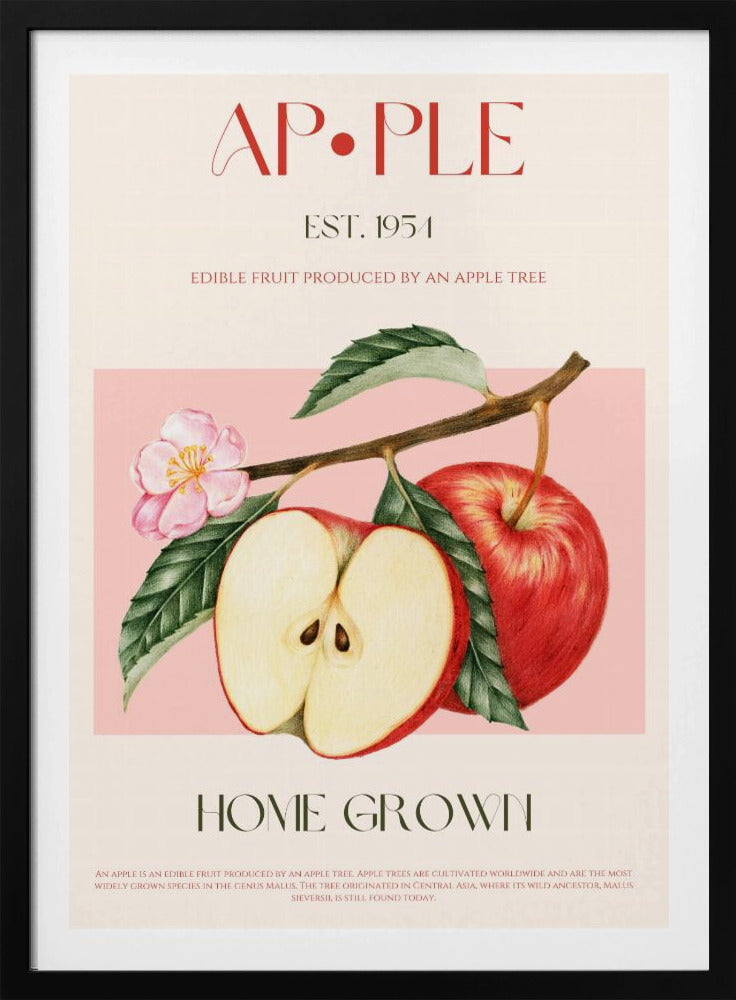 Harvested Apples | Poster