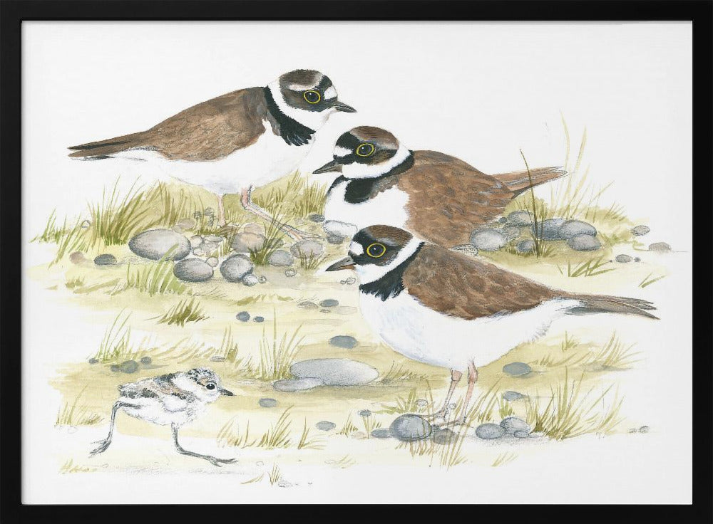 Plovers | Poster