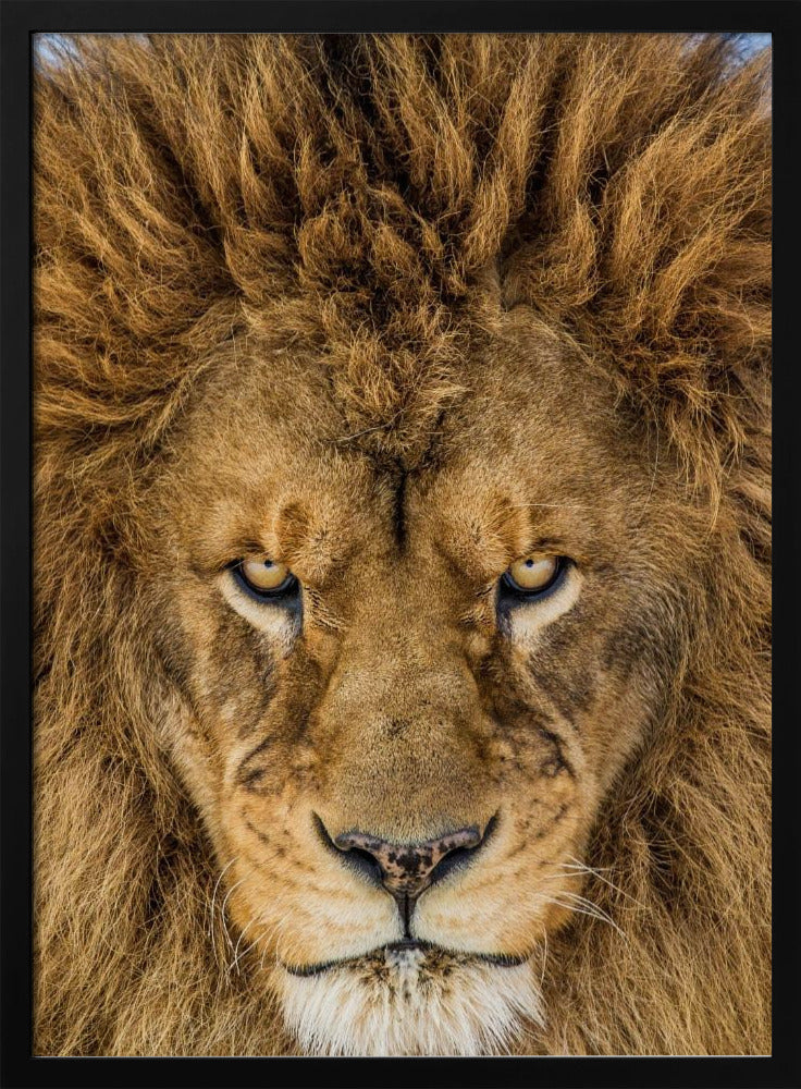 Serious Lion | Poster