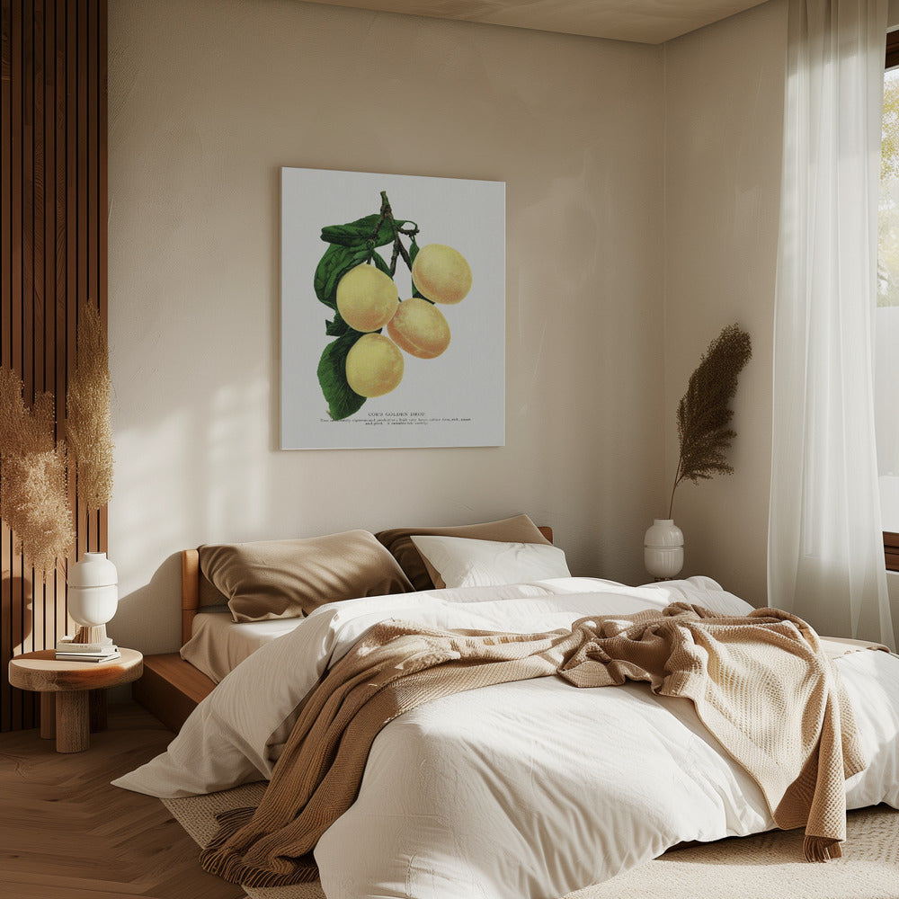 Coe's Golden Drop Plum Lithograph | Canvas