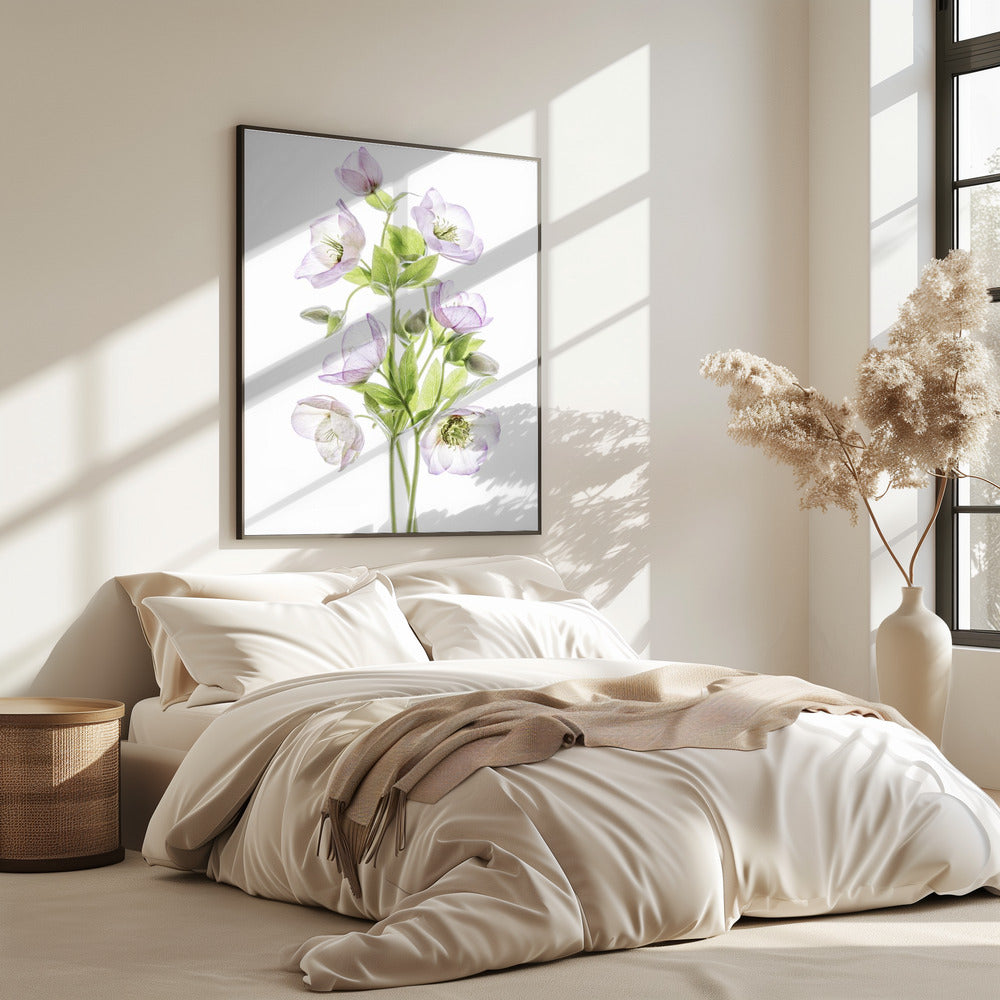 Hellebore | Poster