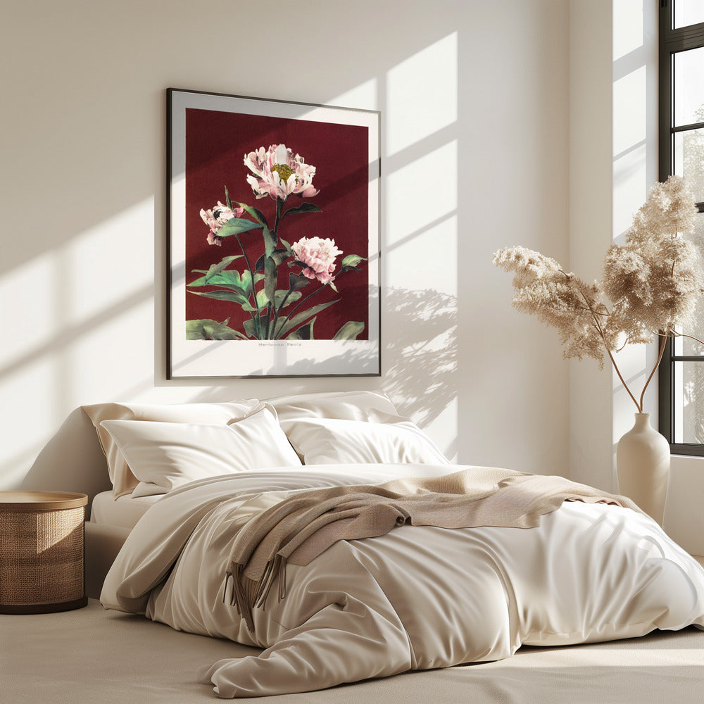 Hærdaceous Peony no2 | Poster