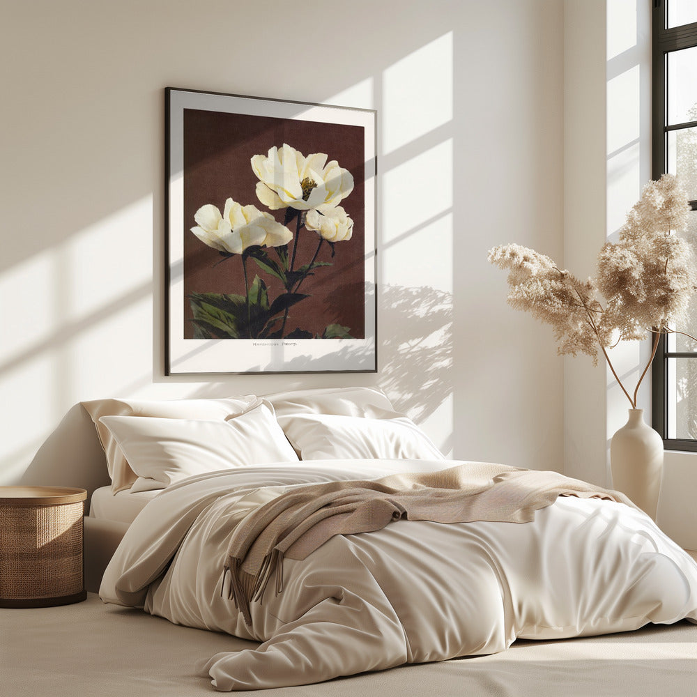 Hærdaceous Peony | Poster