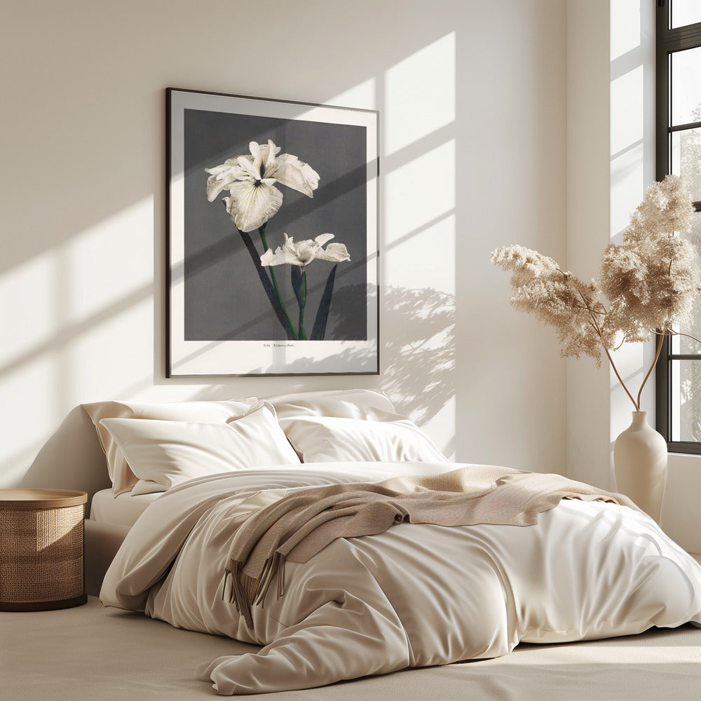 Iris Kæmpferi | Poster