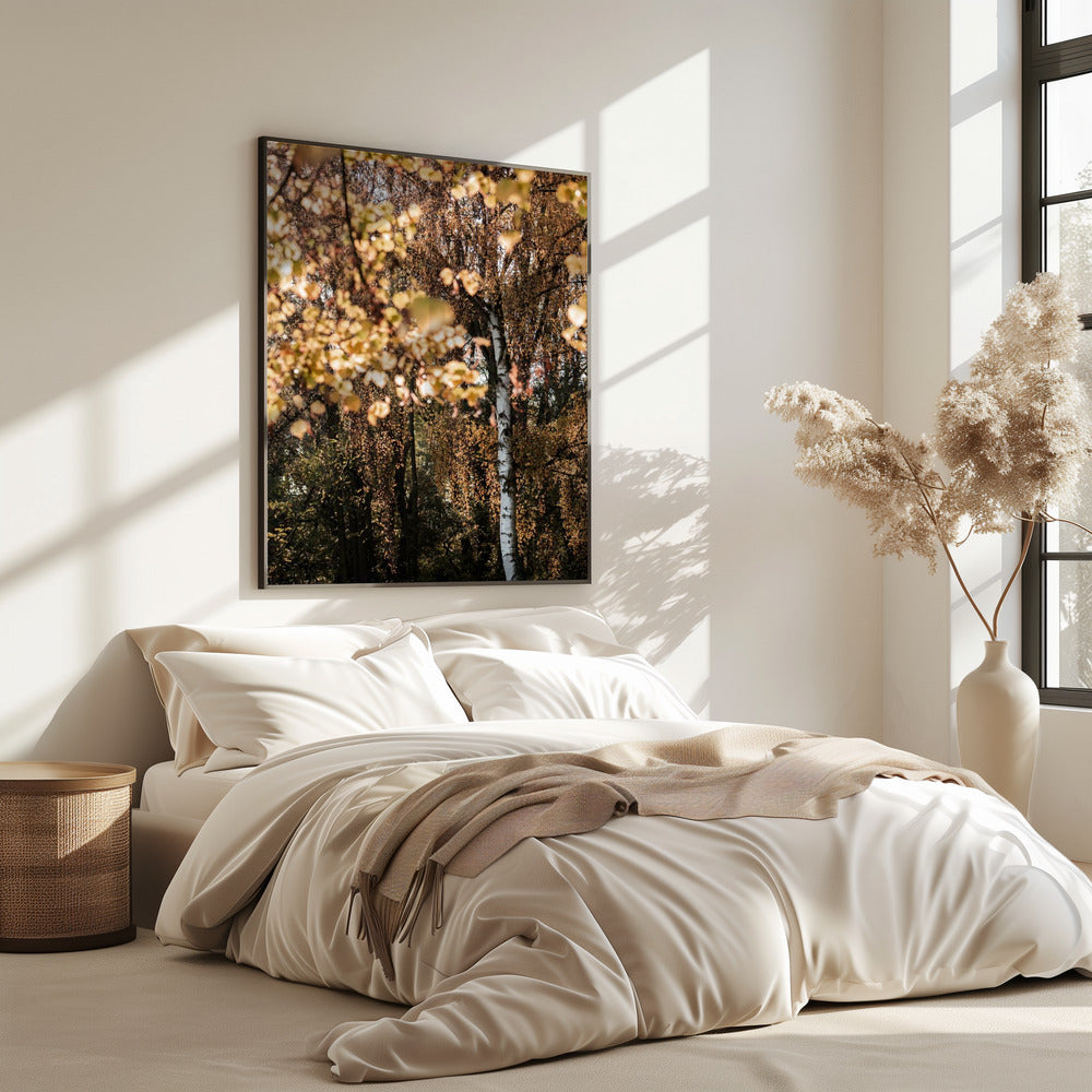 Autumn Birch Tree | Poster