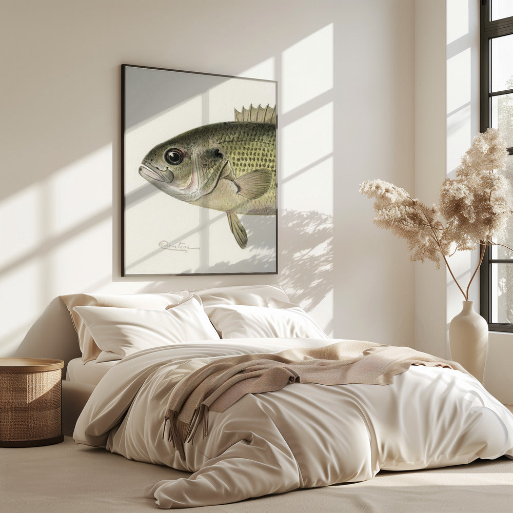 Rock Bass Crop | Poster