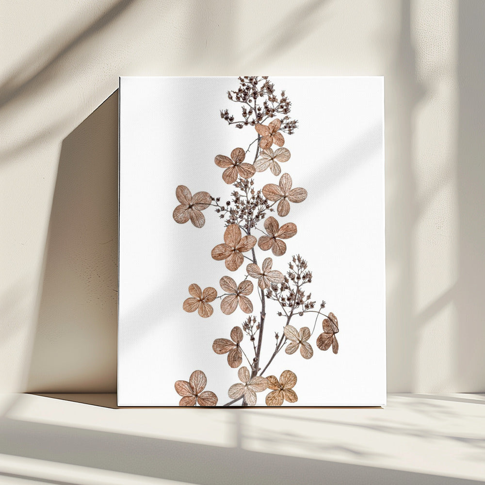 Hydrangea Paniculata | Canvas