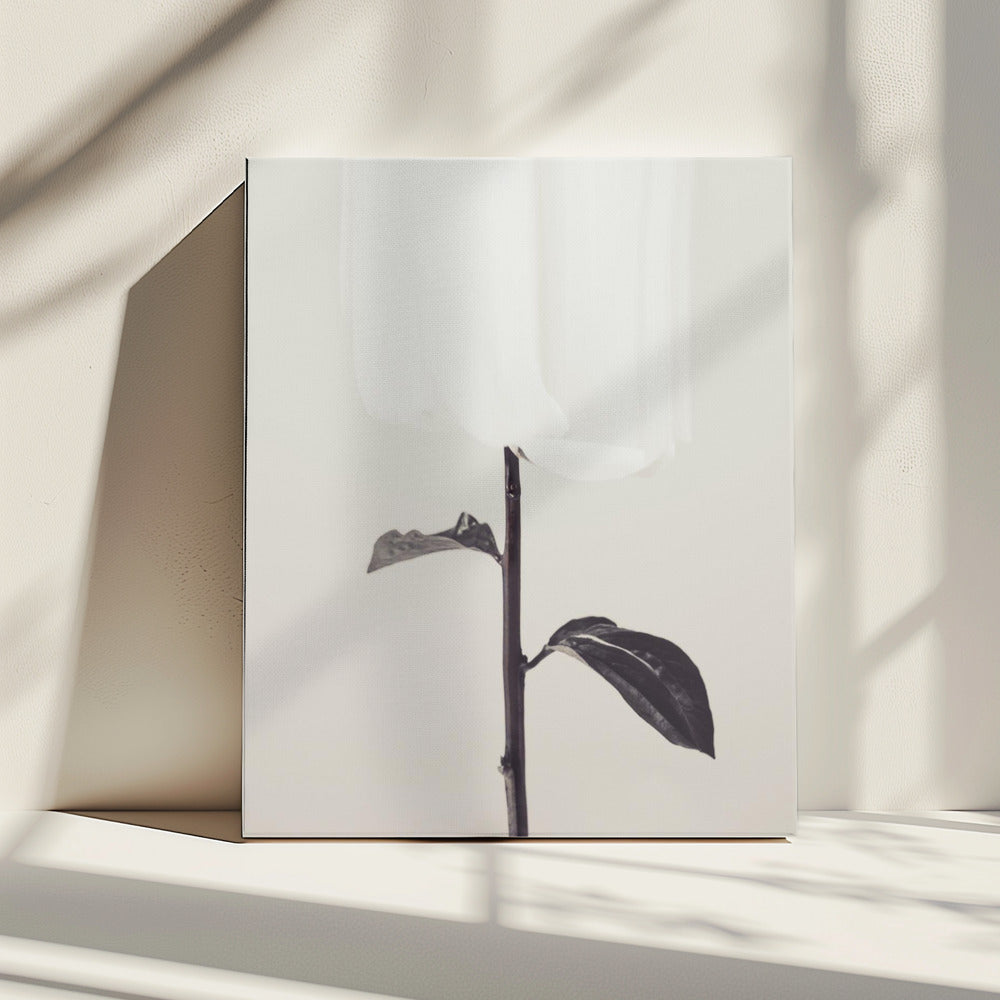 Peony 18 | Canvas