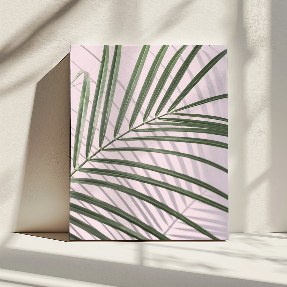 Palm Leaf Shadow | Canvas