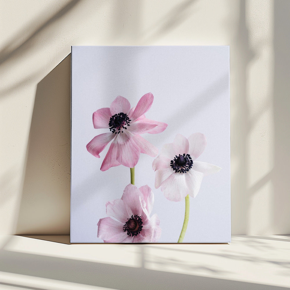 Pale Pink Ranunculus Flowers | Canvas