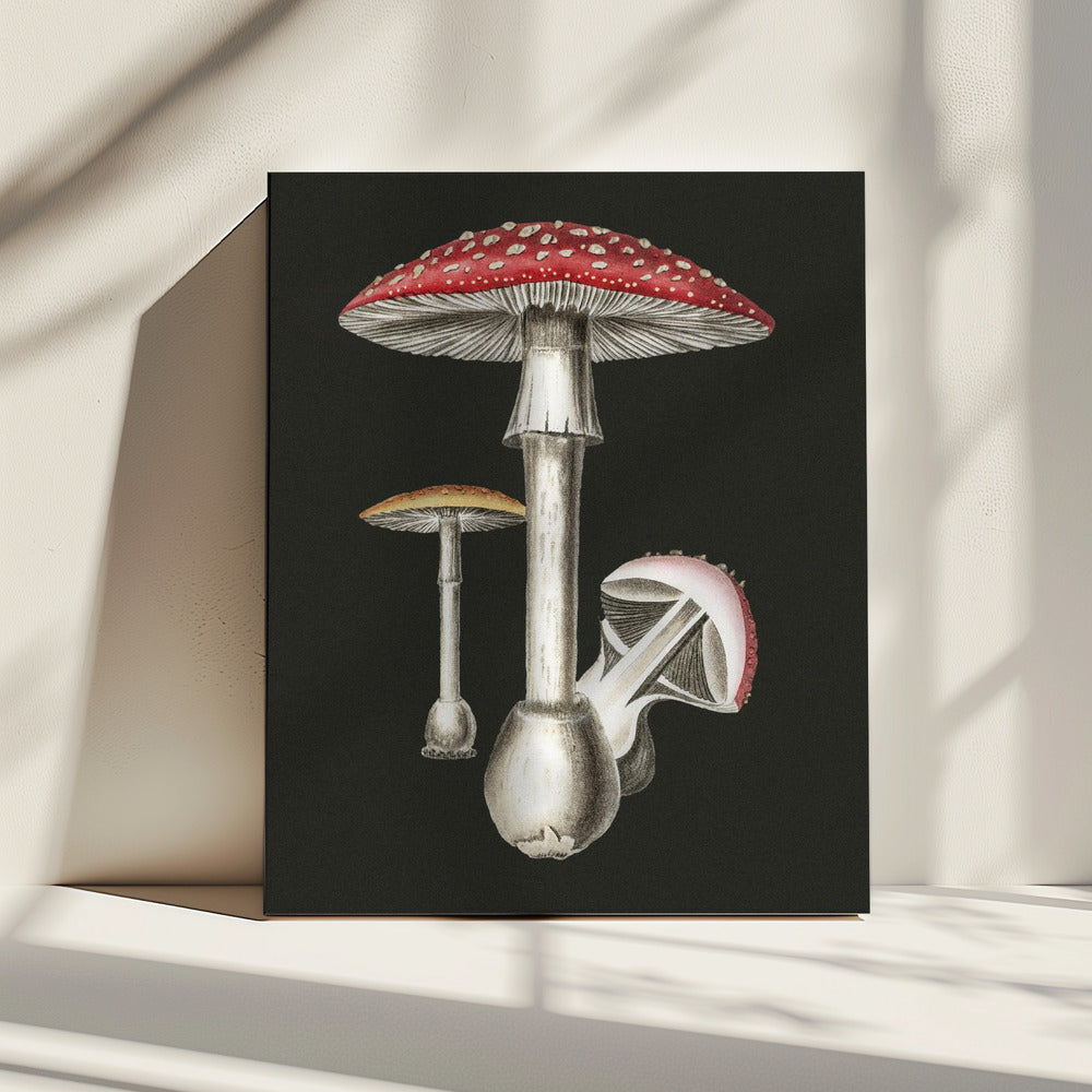 Amanita Muscaria Dark Background | Canvas