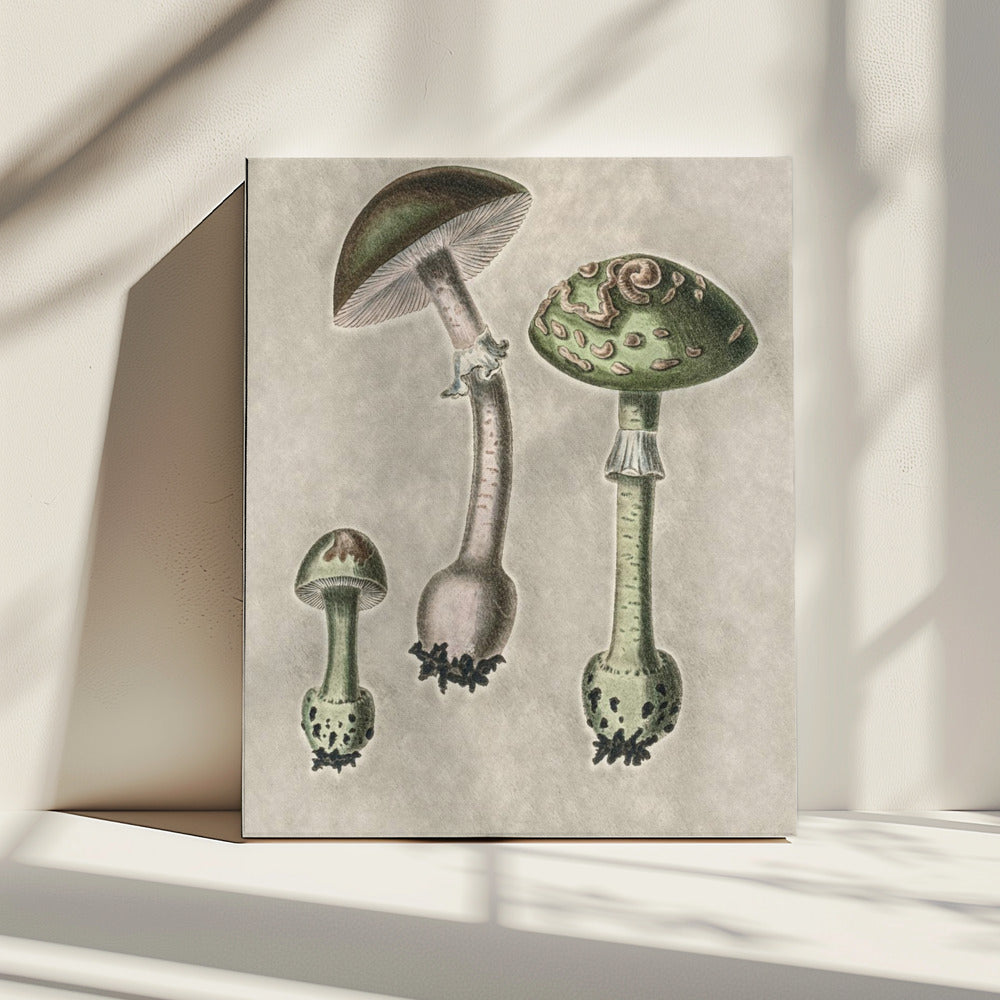 Amanita Muscaria Remix Green | Canvas