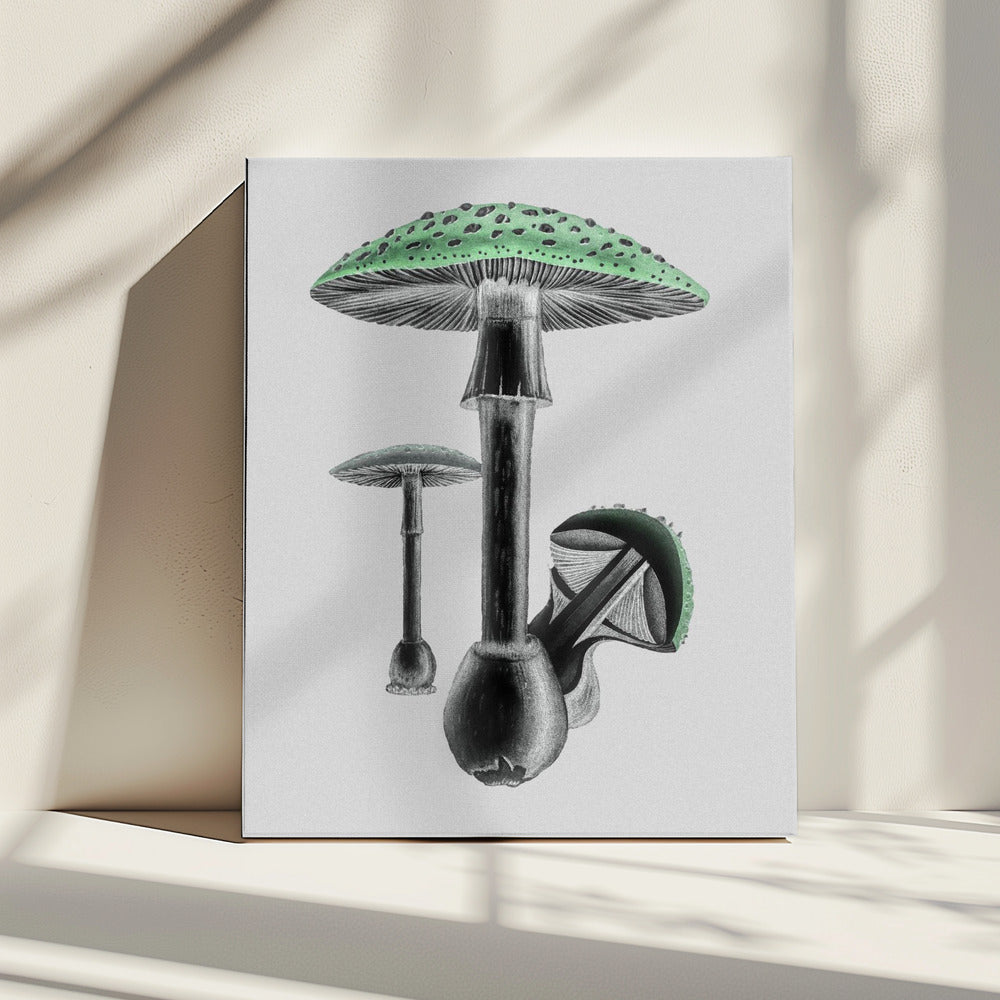 Amanita Muscaria White Background Green | Canvas