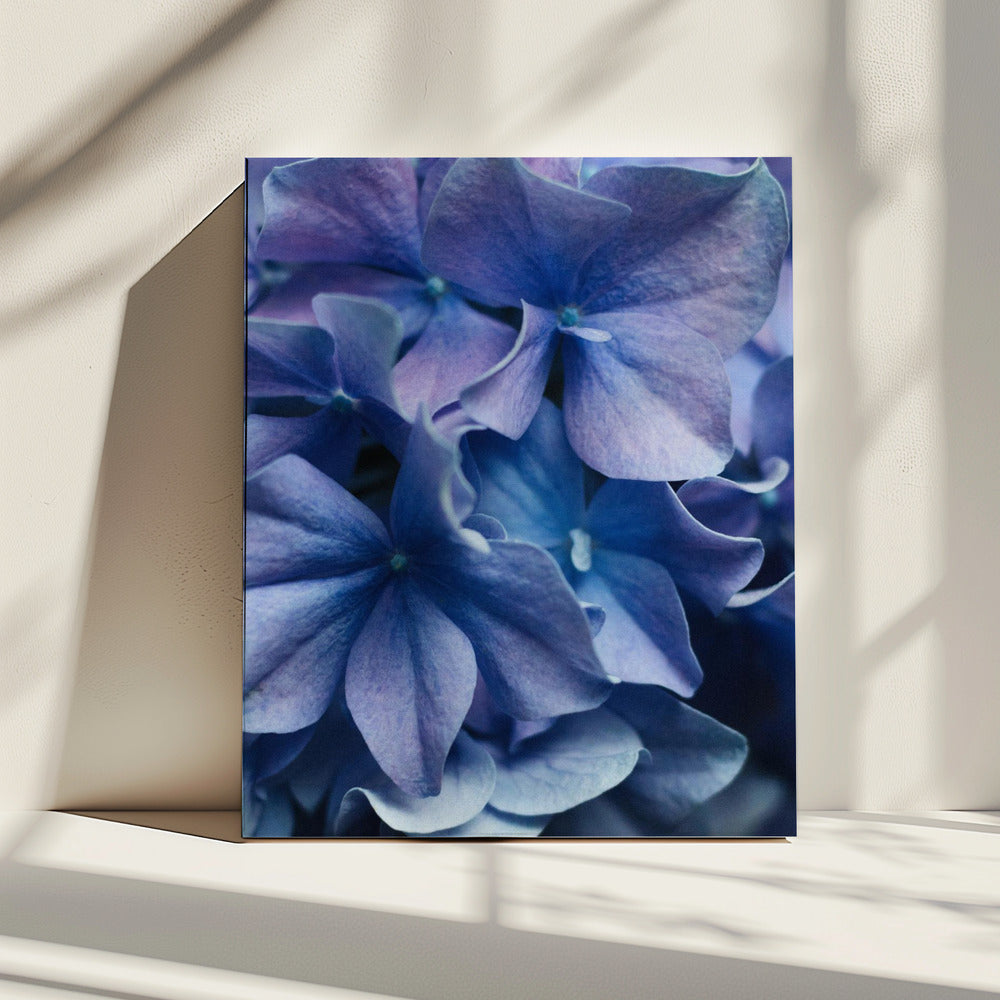 Vibrant Purple Hydrangea Flowers | Canvas