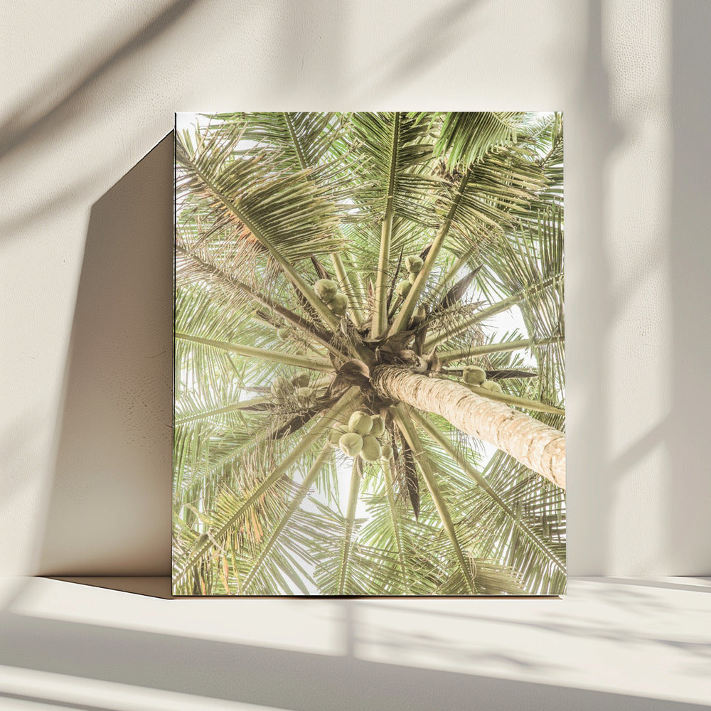 Coconut Canopy | Canvas
