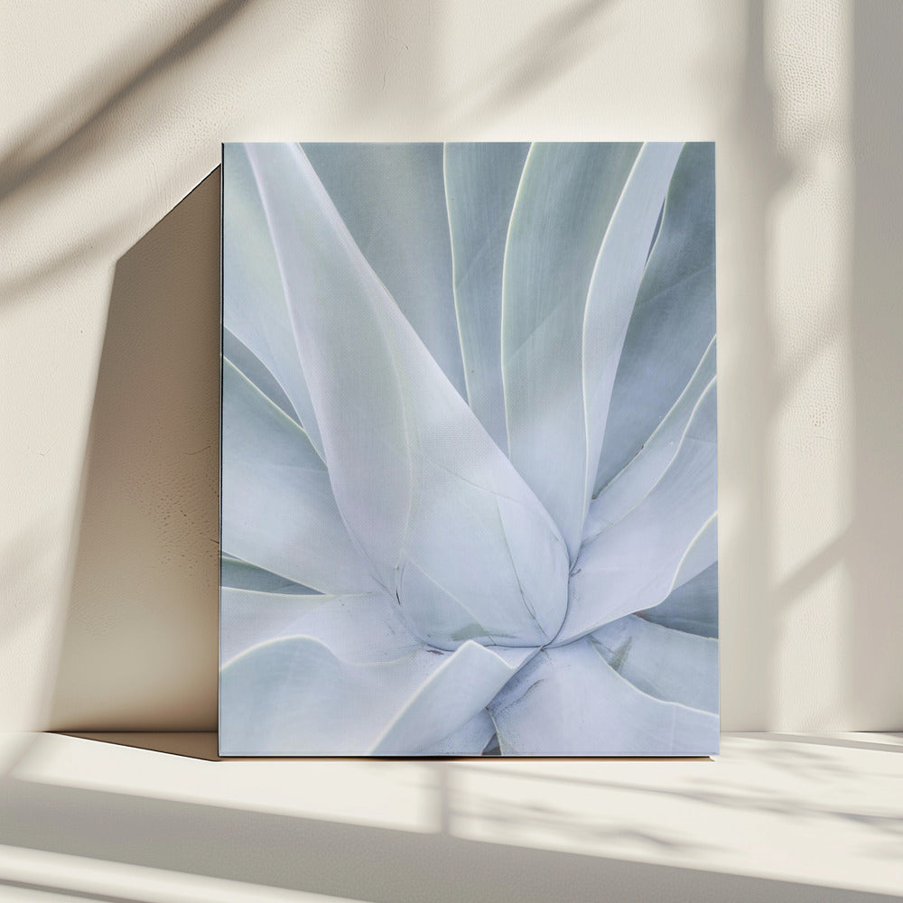 Silvery Succulent | Canvas