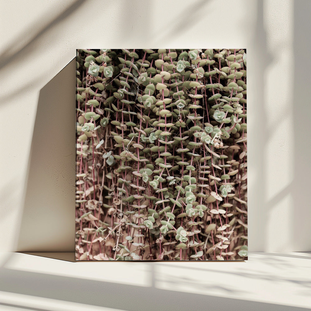 Succulent Symphony | Canvas