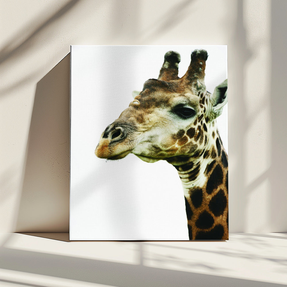 Giraffe&#039;s Graceful Gaze | Canvas